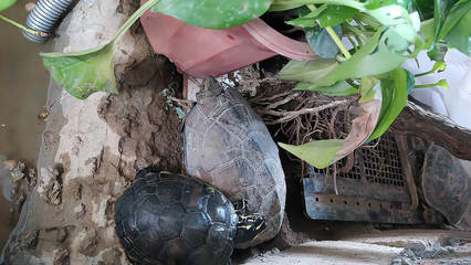 魚缸用什么擦拭比較干凈好(擦玻璃魚缸用什么擦最干凈)