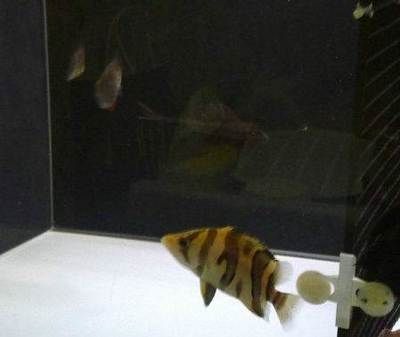 家里龍魚死了孕婦流產了 家里龍魚死了孕婦流產了 龍魚百科 第1張