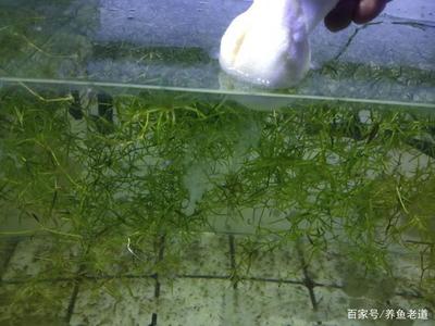 銀龍魚吃魚視頻大全(金龍魚與銀龍魚吃食視頻) 銀龍魚百科 第2張 銀龍魚吃魚視頻大全(金龍魚與銀龍魚吃食視頻) 銀龍魚吃魚視頻大全(金龍魚與銀龍魚吃食視頻) 銀龍魚百科 第2張
