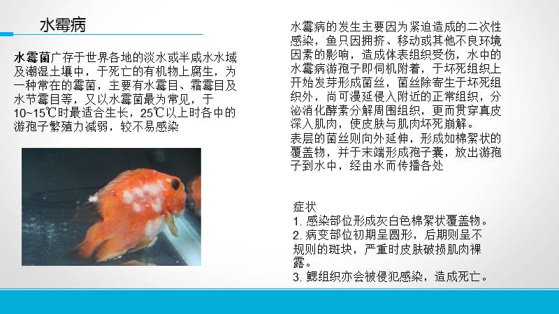 喂養龍魚vs祥龍魚場：祥龍魚場口碑評價，龍魚與祥龍魚區別