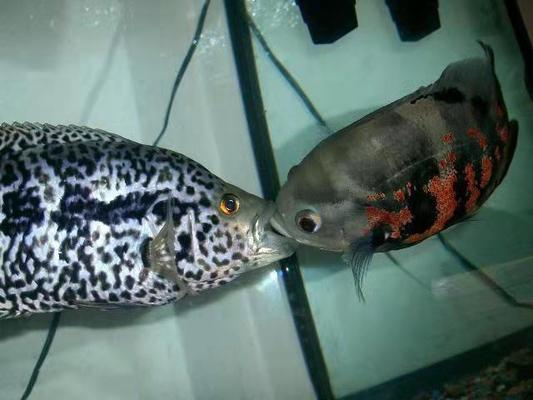 森森潛水泵不工作怎么修 森森魚缸 第2張 森森潛水泵不工作怎么修 森森潛水泵不工作怎么修 森森魚缸 第2張