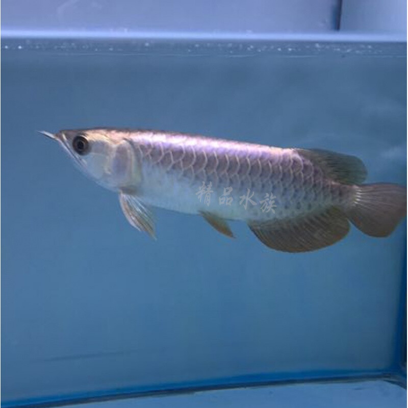 養(yǎng)豬鼻龜需要多大的魚缸才能養(yǎng)魚呢(豬鼻龜用多大缸養(yǎng)) 養(yǎng)豬鼻龜需要多大的魚缸才能養(yǎng)魚呢(豬鼻龜用多大缸養(yǎng)) 豬鼻龜百科 第1張