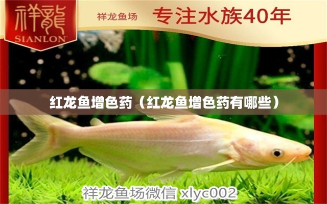 紅龍魚50厘米價格多少錢