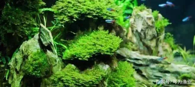 龍魚撞缸魚鱗掉了還能活嗎怎么辦vs祥龍魚場：龍魚撞缸后如何緊急處理