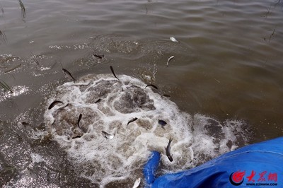 半米的金龍魚多少錢(金龍魚十斤米多少錢) 半米的金龍魚多少錢(金龍魚十斤米多少錢) 魟魚百科 第2張