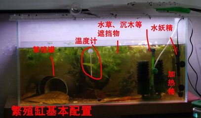 珠海魚缸批發基地在哪里有啊多少錢(珠海魚缸專賣店) 珠海魚缸批發基地在哪里有啊多少錢(珠海魚缸專賣店) 金龍魚百科 第2張