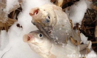 龍魚吃小虎魚飼料好嗎怎么喂的 龍魚吃小虎魚飼料好嗎怎么喂的 龍魚百科 第3張