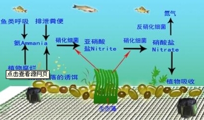 紅龍魚(yú)用什么燈發(fā)色好：紅龍魚(yú)發(fā)色需要合適的照明條件 紅龍魚(yú)用什么燈發(fā)色好：紅龍魚(yú)發(fā)色需要合適的照明條件 紅龍魚(yú)百科 第2張