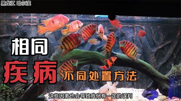 豬鼻龜小時候吃什么(豬鼻龜最喜歡吃什么食物?)