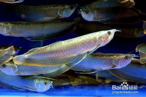 龍魚魚缸ph水質(zhì)正常值范圍是多少vs祥龍魚場：祥龍魚場評價如何調(diào)節(jié)魚缸水質(zhì)酸堿度龍魚日常飼養(yǎng)注意事項