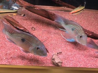 觀賞魚藍龍魚