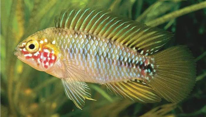 森森底濾怎么樣：森森底濾魚缸在市場上有一定的知名度和認可度