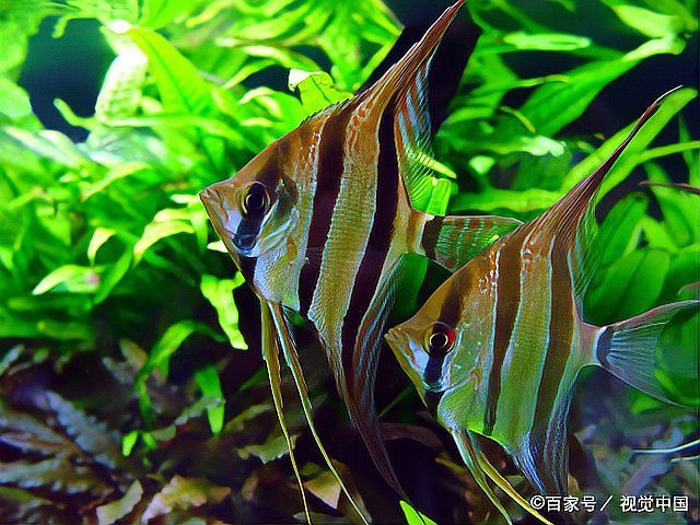 神仙魚混養最忌三種魚，七彩神仙魚混養風險指南