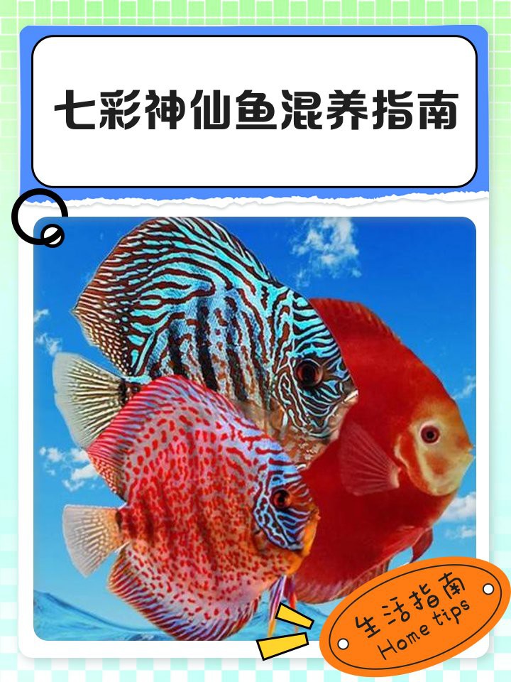 神仙魚混養最忌三種魚，七彩神仙魚混養風險指南