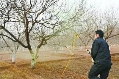 古典過背金龍魚的特點有哪些呢：古典過背金龍魚的主要特點