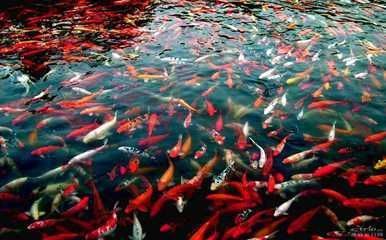 龍魚得水霉病怎么治療最好的方法
