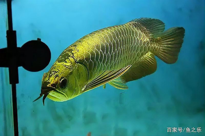 商都龍魚店，加盟星商都龍魚店哪家口碑最好聚龍灣龍魚店具體地址