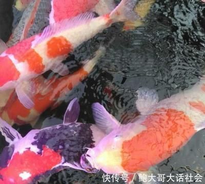 雙鴨山龍魚vs祥龍魚場（雙鴨山龍魚與祥龍魚場之間的差異之前需要明確這兩個概念所指的對象）