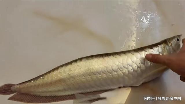 豬鼻龜是哪里的物種圖片視頻(豬鼻龜長啥樣) 豬鼻龜百科 第1張 豬鼻龜是哪里的物種圖片視頻(豬鼻龜長啥樣) 豬鼻龜是哪里的物種圖片視頻(豬鼻龜長啥樣) 豬鼻龜百科 第1張