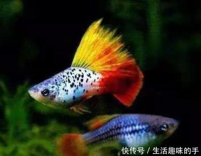小金頭過背金龍魚:如何選金龍魚活體