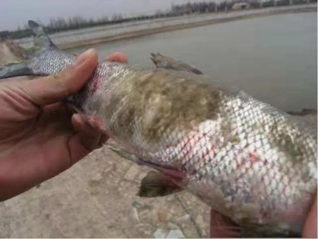 龍魚長到45需要多少時間(龍魚養多久能到55厘米) 龍魚長到45需要多少時間(龍魚養多久能到55厘米) 魟魚百科 第1張