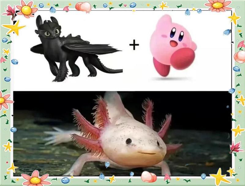 公母六角恐龍魚可以一起養嗎？