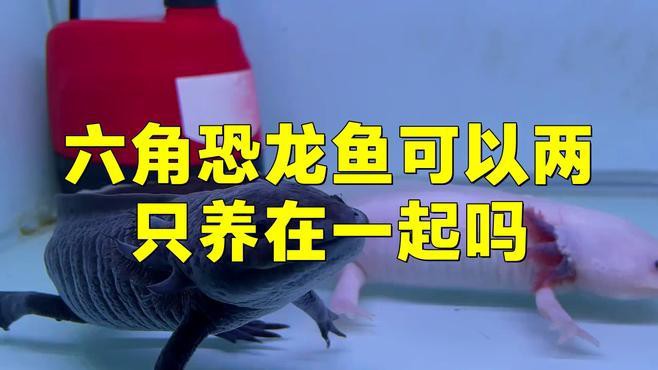 公母六角恐龍魚可以一起養嗎？