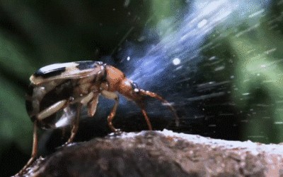 龍魚爛鰭爛尾特效藥是什么vs祥龍魚場：祥龍魚場的龍魚養(yǎng)護秘籍 龍魚爛鰭爛尾特效藥是什么vs祥龍魚場：祥龍魚場的龍魚養(yǎng)護秘籍 vs祥龍魚場 第1張