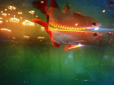 龍魚缸下土霉素的用量vs祥龍魚場：龍魚缸下土霉素的用量vs祥龍魚場土霉素的用量vs祥龍魚場