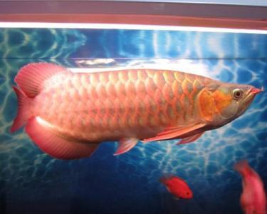 龍魚檢疫用甲硝唑可以嗎vs祥龍魚場：甲硝唑在龍魚檢疫中使用劑量指導龍魚健康狀況 龍魚檢疫用甲硝唑可以嗎vs祥龍魚場：甲硝唑在龍魚檢疫中使用劑量指導龍魚健康狀況 vs祥龍魚場 第1張