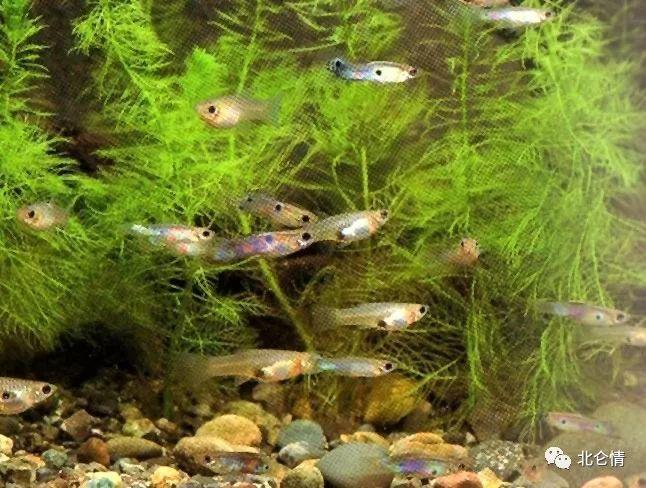 森森小型魚缸能養魚嗎