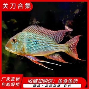 龍魚要氧氣嗎vs祥龍魚場：祥龍魚場評價如何