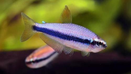 龍魚過背金龍魚是什么意思，過背金龍魚是什么意思