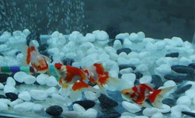 森森魚缸溫度計異常