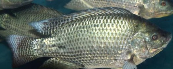 炮彈頭過背金龍魚:金龍魚炮彈頭和平頭