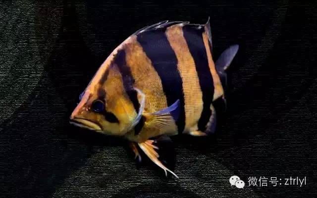 森森水族店洗魚缸把魚弄死了,可以去官網(wǎng)要賠償嗎