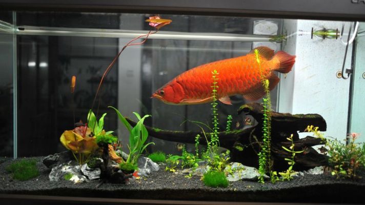 財位可以放魚缸嗎：魚缸與財位的禁忌和注意事項財位的禁忌和注意事項