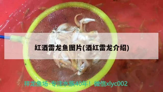 如何選擇適合自己的魚缸：如何選擇合適的魚缸尺寸對于虎魚的健康和幸福和幸福至關重要