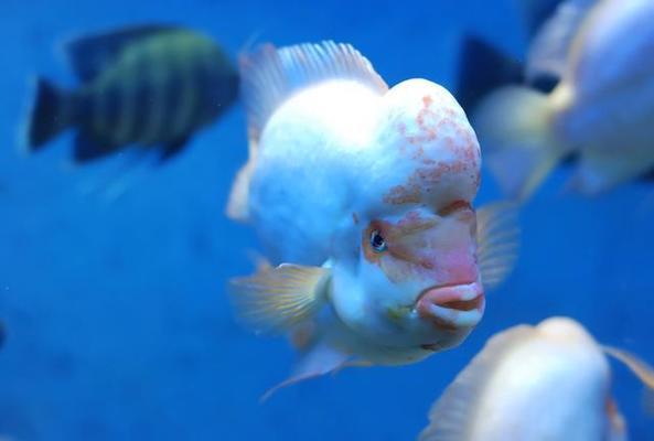 龍魚虎魚魟魚混養喂什么：龍魚虎魚混養喂什么