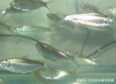 龍魚能喂活食嗎vs祥龍魚場：龍魚可以喂食活食嗎