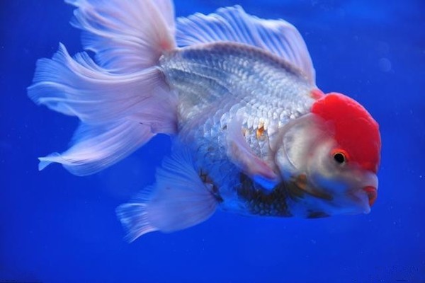 龍魚炸鱗用土霉素可以嗎vs祥龍魚場：土霉素治療龍魚炸鱗的效果祥龍魚場的龍魚品種介紹