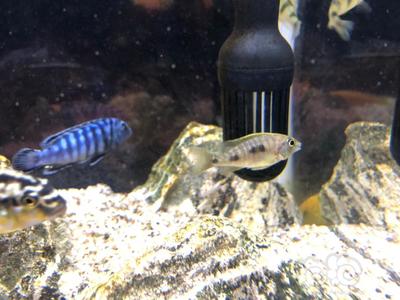 金龍魚過背圖片:龍魚中的過背和號半是啥意思