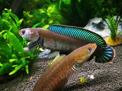 虎魚眼睛氣泡眼：虎魚眼睛內的氣泡可能是由多種原因引起的