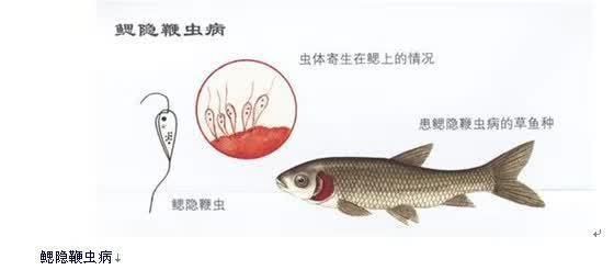 有哪些常見的魚類寄生蟲？，常見魚類寄生蟲