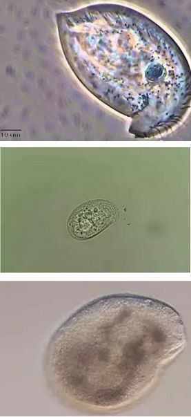 有哪些常見的魚類寄生蟲？，常見魚類寄生蟲