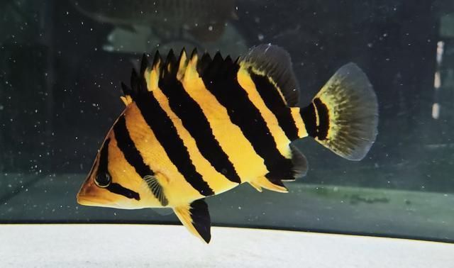 辣椒紅龍魚魚苗價格：紅龍魚市場價格波動原因