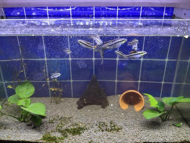 龍魚撞缸后趴缸是什么原因vs祥龍魚場：祥龍魚場龍魚品種介紹