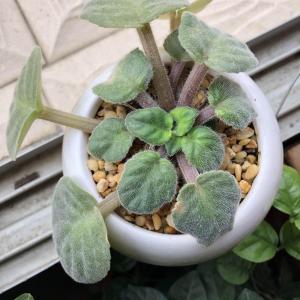 紅龍魚燈什么牌子好用：紅龍魚專用燈具選擇