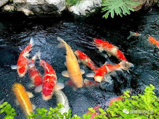 40魚缸養什么魚：40魚缸適合養什么魚？