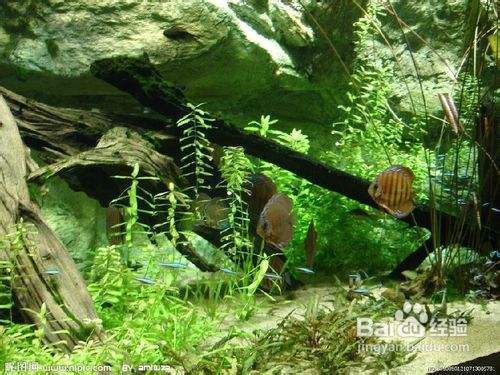 豬鼻龜可以養不死嗎(豬鼻龜好養嗎鼻龜犯法嗎)